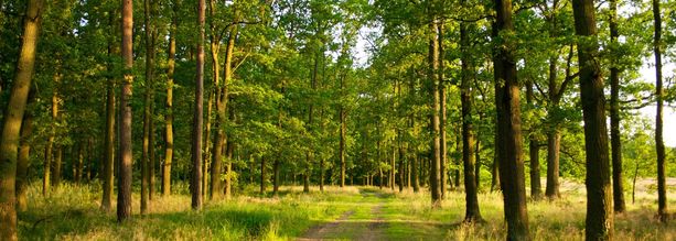 Informacja dla osób posiadających las
